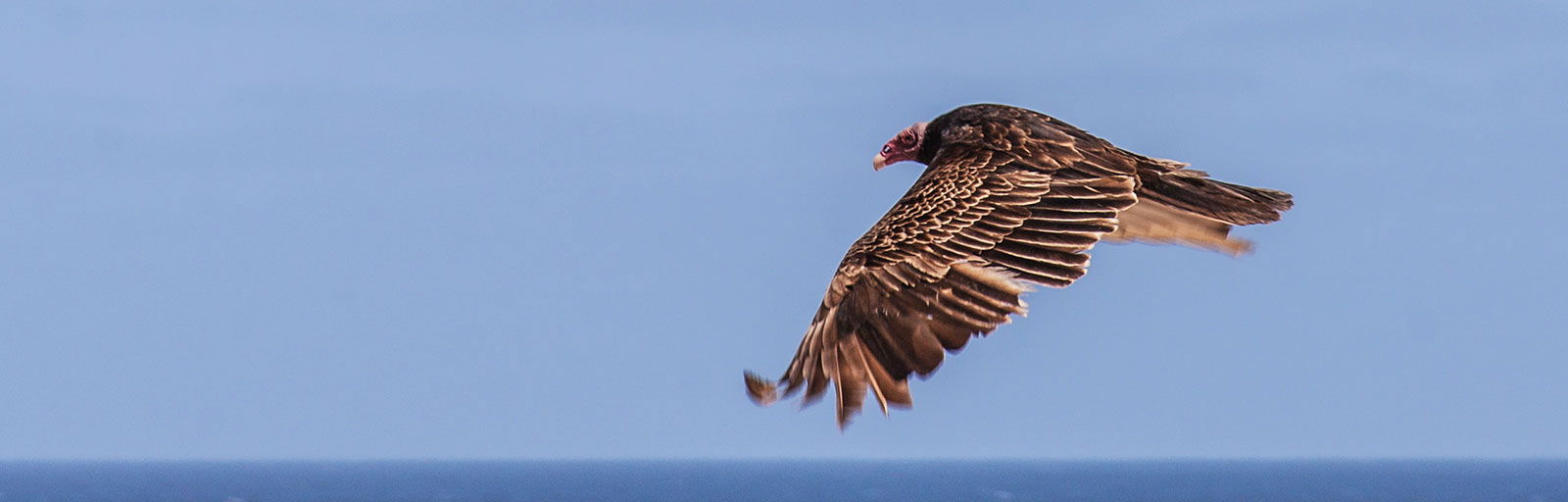 In flight over the Pacific Ocean
