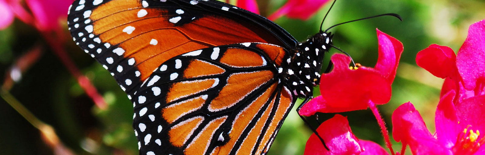 Butterfly on a Flower