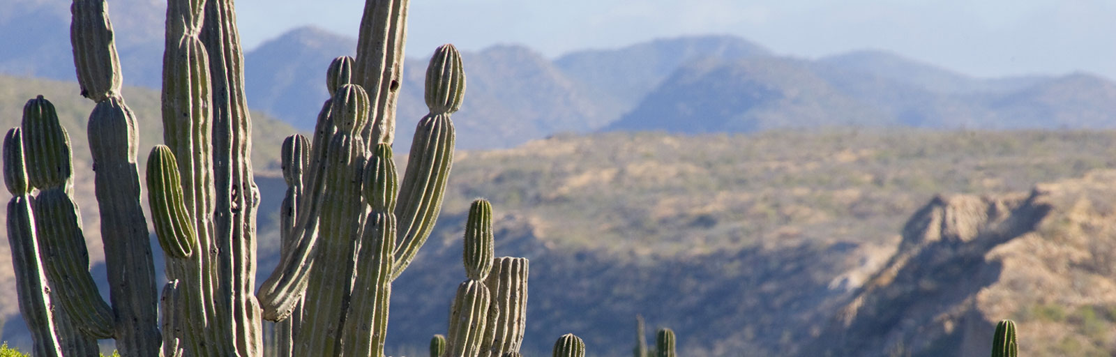 Cactus and Mountains in the Baja Desert