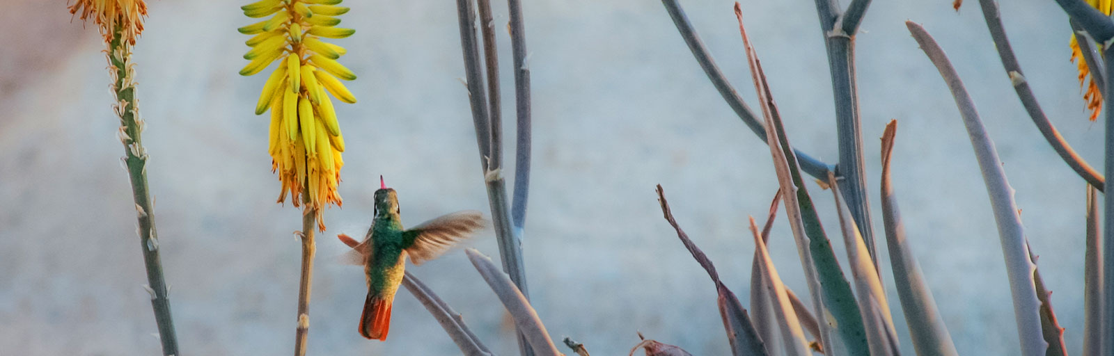 Hummingbird among the Aloe in the Garden