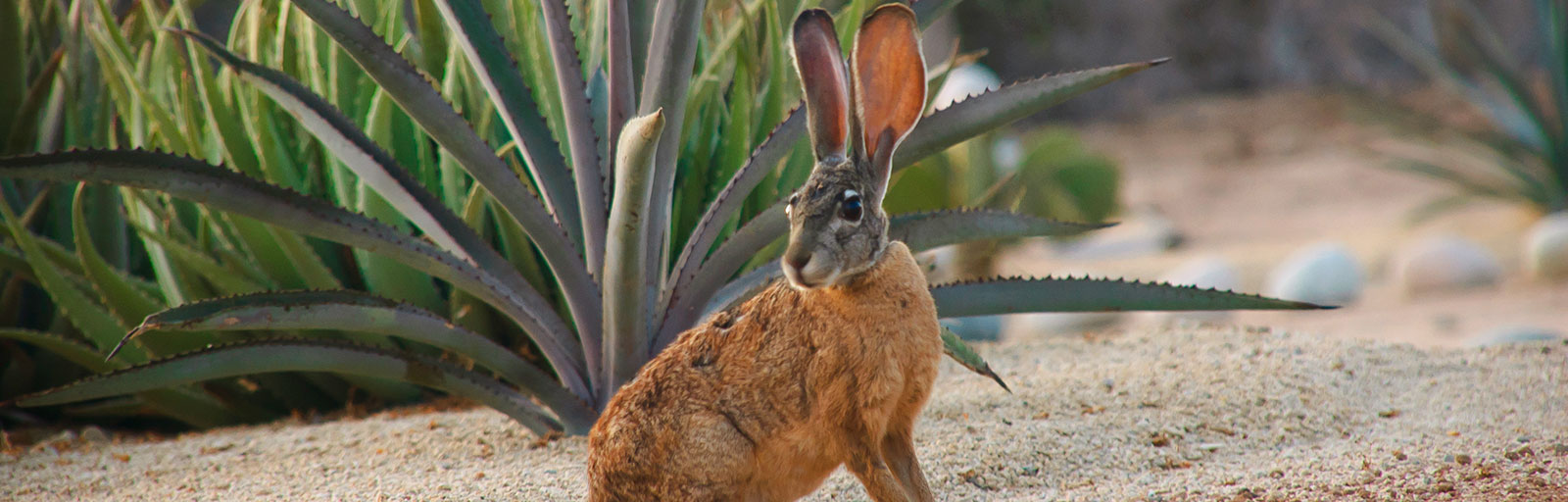 Jackrabbit at Perks up his Ears in the Garden