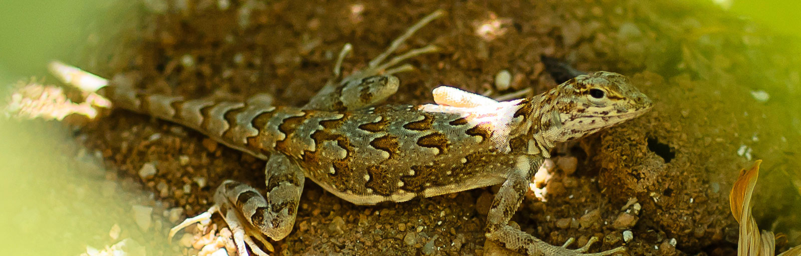 Lizard Camouflaged in the Garden