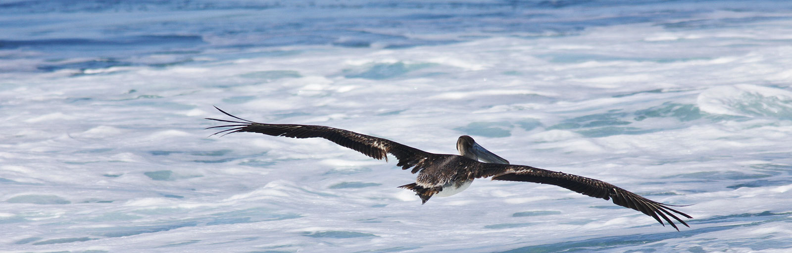 A Pelican Soars over the Sea Foam of the Pacific Ocean